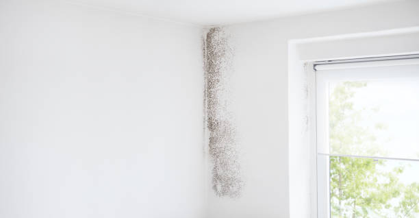  Ranchettes, WY Mold Removal Pros
