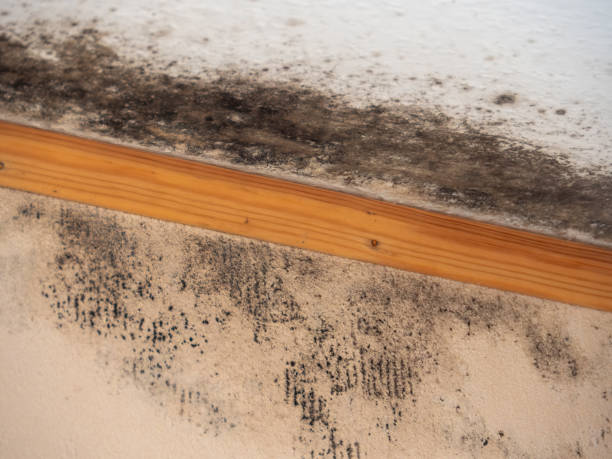 Best Basement Mold Removal  in Ranchettes, WY
