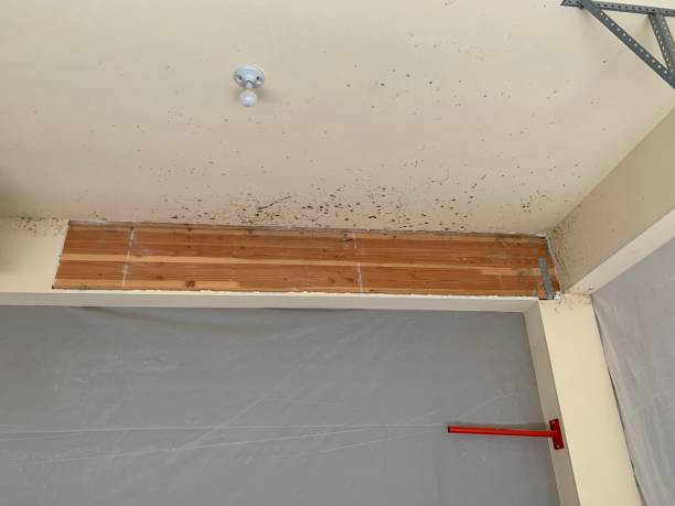 Best Real Estate Mold Inspection  in Ranchettes, WY