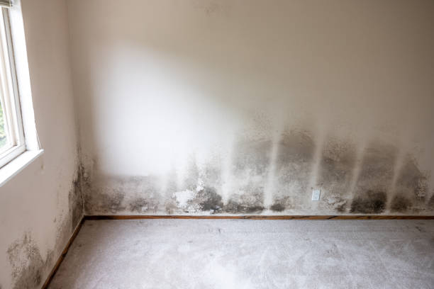Best Attic Mold Removal  in Ranchettes, WY