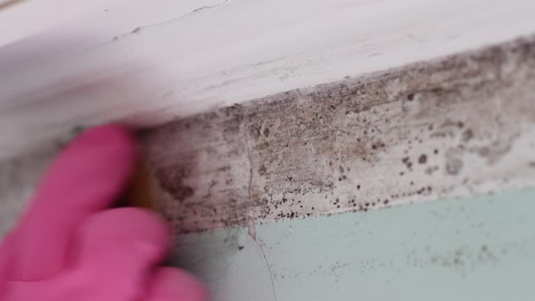 Forensic Mold Investigation in Ranchettes, WY